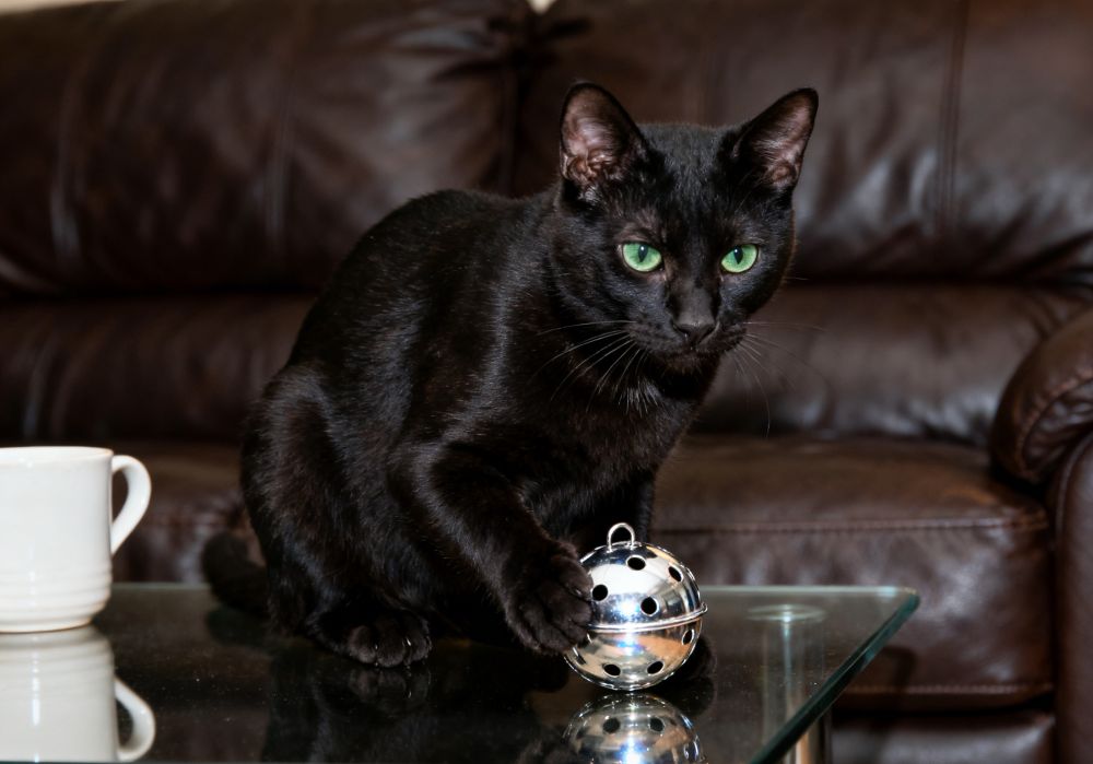 Premium Bulk Interactive Cat Toys for Engaging Feline Playtime