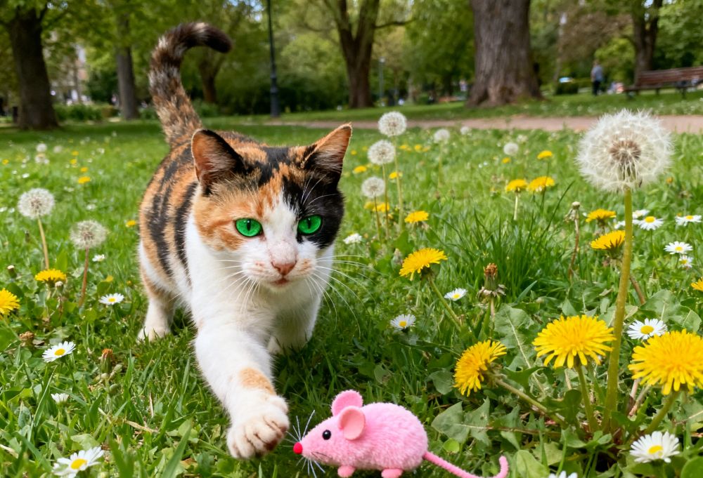 Why Bulk Plush Cat Toys Remain a Top Choice for Retailers and Pet Brands Worldwide