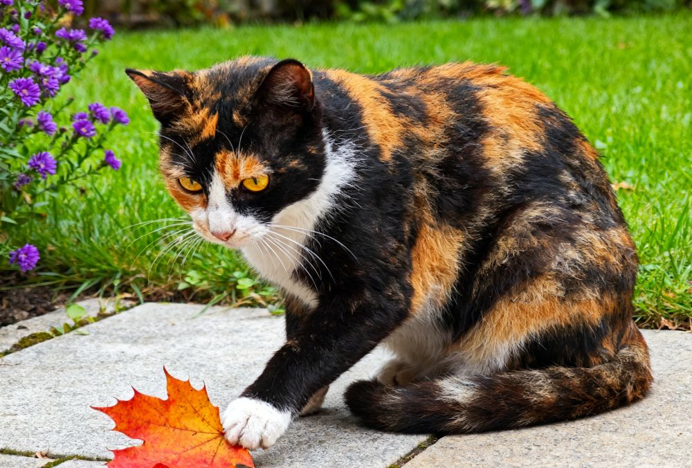 Why Bulk Pet Toys for Cats Are a Must-Have for Retailers and Feline Owners