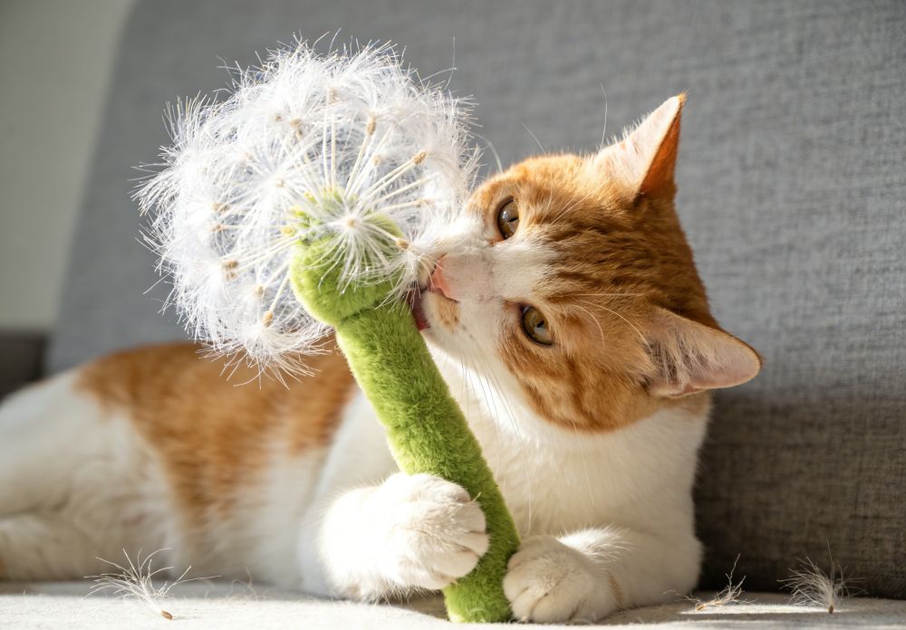 What Are the Best Cat Toys for Nighttime Play Without Loud Noise?