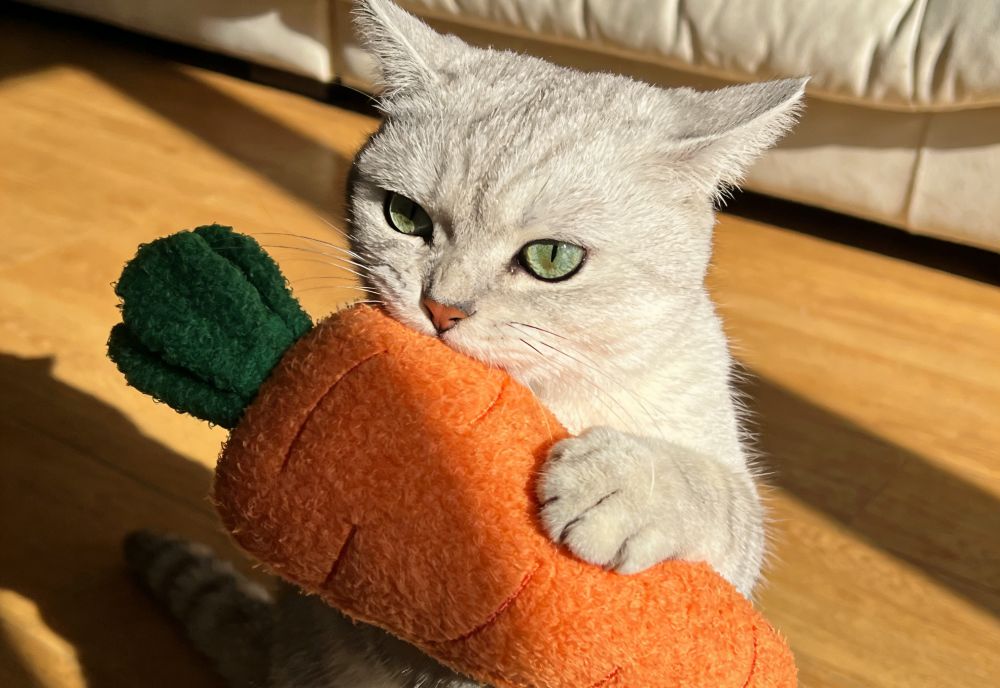 How Professional Cat Toy Suppliers Help Pet Businesses Grow in a Competitive Market