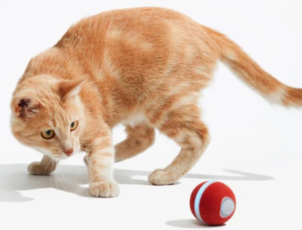 Durable Cat Toys: Long-Lasting Play Solutions for Active, Curious, and Independent Cats