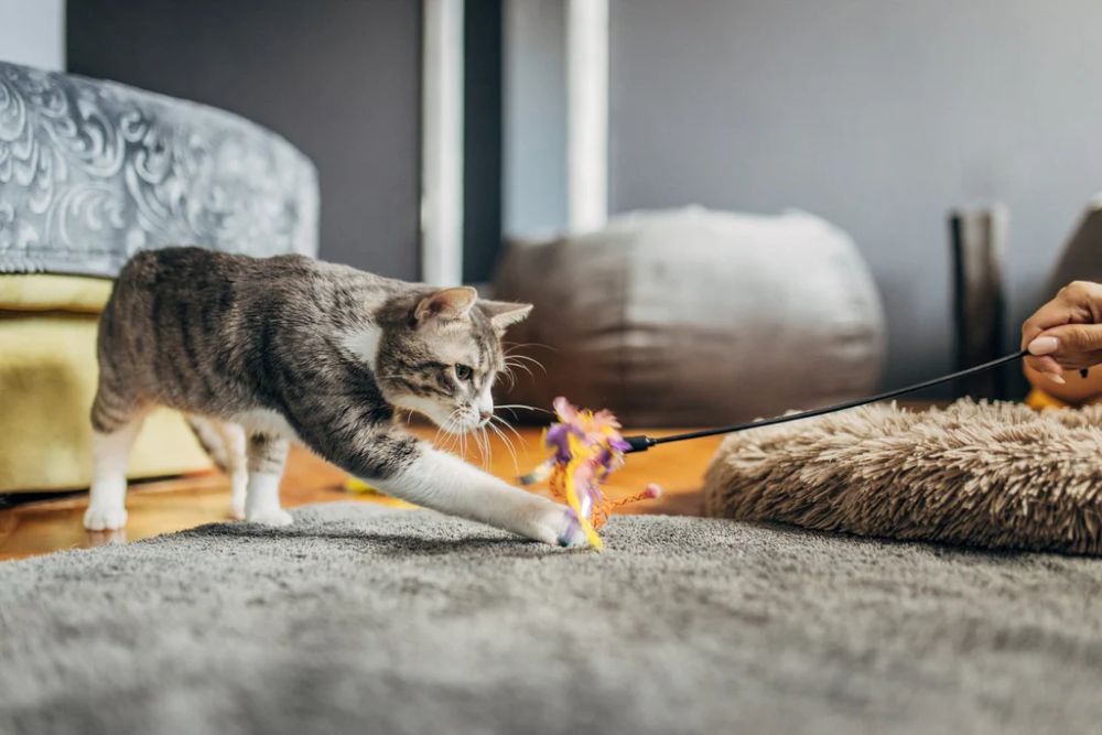 Cat Toys Wholesale: Building a Scalable, Profitable, and Reliable Pet Business