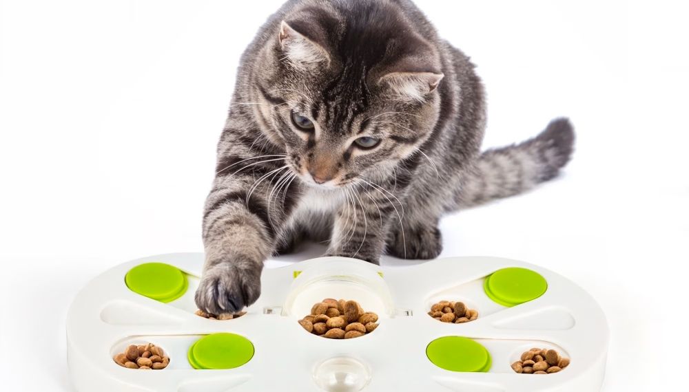 Interactive Toys for Mental Stimulation: Enriching Play That Builds Smarter, Happier Cats